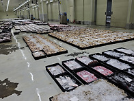 5월 19일(13물때) 참돔,..