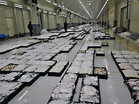 12월 18일(5물) 참조기, ..