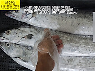 10월 1일, 민어, 삼치, ..