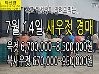 7월 14일(7물때) 육젓가격..