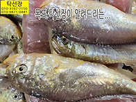 5월 16일, 먹갈치, 황석어..