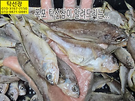 7월 7일, 반건조 참조기,..
