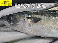 7월 6일, 고등어, 한치, ..