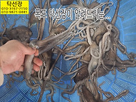 4월 15일, 낙지, 홍어, ..