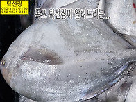 5월 27일, 우럭, 황석어(..