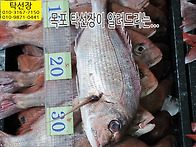 5월 20일, 황석어, 병어,..