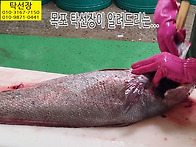 9월 8일, 민어 부레, 뱃..