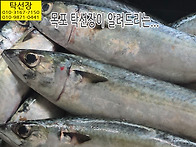 10월 12일, 고등어, 물메..