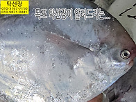 8월 10일, 병어, 홍어, ..