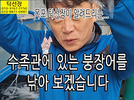 수족관에 살아있는 붕장어..