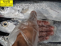 6월 17일, 목포먹갈치, ..