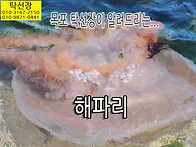 탁선장이 해파리, 해파리물..