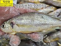 10월 8일, 파조기, 바라조..