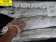8월 5일, 4미 목포먹갈치,..