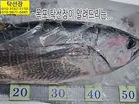 10월 14일, 참치, 참돔,..