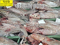 9월 7일, 민어, 참조기, ..