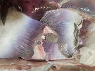 싱싱홍어 각손질