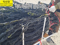 4월 13일, 감성돔, 홍어,..