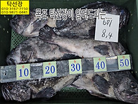 12월 16일, 파조기(100..