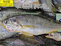 12월 15일, 참조기, 파조..