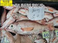9월 1일, 눈볼대, 서대, ..