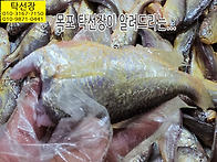 5월 19일, 황석어(중씨알)..