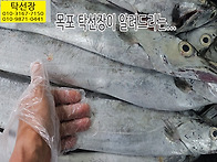 6월 19일, 파갈치, 먹갈치..