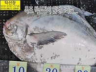 8월 7일, 손질 먹갈치, ..