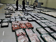 4월 15일(4물) 민어, 준..