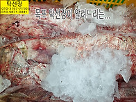 9월 6일, 자연산민어(숫치..