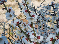 梅不爭春色.. 광양 매화촌..