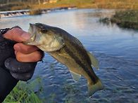 가을맞이 꺽지 낚시