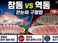 참돔 vs 역돔