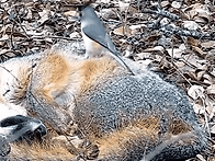 둥지 材料 모으기