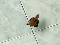swimming
