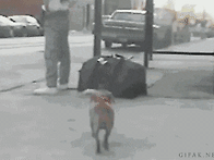 맹랑한 犬