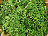 주님 수난 성지 주일 (2..