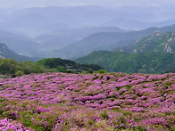 황매산철쭉4