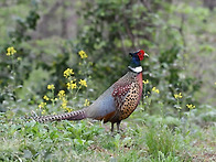 유채풀밭(장끼)