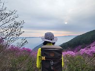 천주산 (진달래)