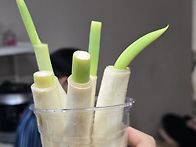 파테크 &#127793;