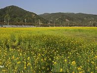 유채꽃 전경