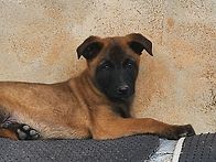 마리노이즈 모세(..