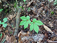 5번째 심산행