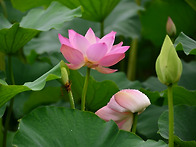 공주시 의당면 정안천 생태..