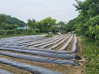 충주시 금가면 탄..