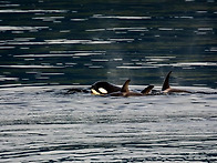 한 종(種)이 멸종하는 '..