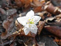 봄의 전령사 변산바람꽃