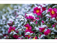 제주도의 겨울2