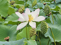 주천의 연꽃이야기